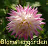 Dahlia Hapet Ideal.jpg (117918 byte)