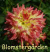 Dahlia Hapet Nice.jpg (205421 byte)