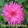 Dahlia Hapet Paeon.jpg (147488 byte)