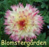 Dahlia Hapet Perfekt.jpg (140530 byte)