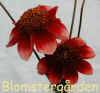Dahlia Hot Cakes.jpg (107815 byte)