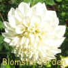 Dahlia Hy Abalone.jpg (112860 byte)