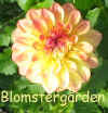 Dahlia Hy Clown.jpg (38008 byte)