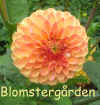 Dahlia Hy Maize.jpg (42817 byte)