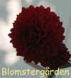 Dahlia Hy Nightfire.jpg (40865 byte)