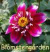 Dahlia Hy Winefrost.jpg (154617 byte)