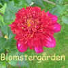 Dahlia Hy Zizzle.jpg (38383 byte)