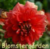 Dahlia I'm a Hottie.jpg (146282 byte)