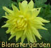 Dahlia Inland Dynasty.jpg (154323 byte)