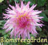 Dahlia Jennie.jpg (61863 byte)