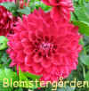Dahlia Jerry Garcia.jpg (106232 byte)