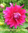 Dahlia Jocondo.jpg (50887 byte)