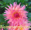 Dahlia Just Peachy.jpg (83858 byte)