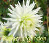Dahlia Karras 150.jpg (34542 byte)