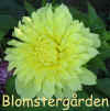 Dahlia Kelvin Floodlight.jpg (78844 byte)