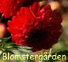 Dahlia Kenora Christmas.jpg (849048 byte)