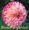 Dahlia Kenora Fireball1.jpg (74796 byte)