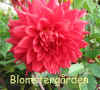Dahlia Kenora Valentine.jpg (60115 byte)
