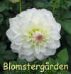 Dahlia Kerstin.jpg (42490 byte)