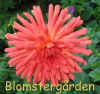 Dahlia Kln.jpg (283601 byte)