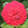 Dahlia Lady.jpg (138327 byte)