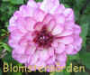 Dahlia Lauren Michelle.jpg (99451 byte)