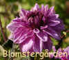 Dahlia Lilac Time.jpg (218845 byte)