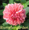 Dahlia Linea.jpg (49051 byte)