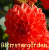 Dahlia Lollipop.jpg (223985 byte)