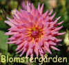 Dahlia Lynette.jpg (271587 byte)
