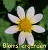 Dahlia Lyserd Topmix.jpg (121017 byte)
