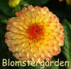 Dahlia Mardy Grass.jpg (194456 byte)