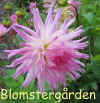 Dahlia Marlene Joy.jpg (62502 byte)
