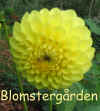 Dahlia Marley Lady.jpg (46805 byte)
