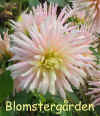 Dahlia Mdm. Perron.jpg (48717 byte)