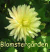 Dahlia Milou.jpg (45429 byte)