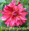 Dahlia Mingus Tony.jpg (114375 byte)