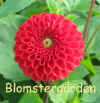 Dahlia Mini Orange.jpg (40900 byte)