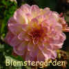 Dahlia Miss Molly.jpg (189626 byte)