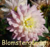 Dahlia Miss Teagon.jpg (132006 byte)