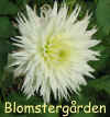 Dahlia Morgenster.jpg (50485 byte)