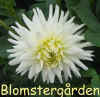 Dahlia My Love.jpg (49765 byte)