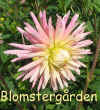Dahlia Myriad.jpg (67528 byte)