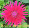 Dahlia Natascha.jpg (122502 byte)