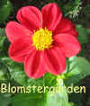Dahlia Nelly Geerlings.jpg (40113 byte)
