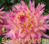 Dahlia Nenekazi.jpg (141526 byte)