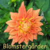 Dahlia Nita.jpg (280846 byte)