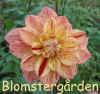 Dahlia Nonette.jpg (117669 byte)