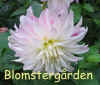 Dahlia Oreti Candy.jpg (60021 byte)
