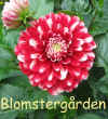 Dahlia Oreti Fiesta.jpg (64586 byte)